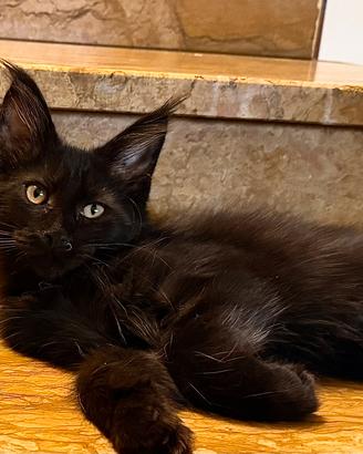Maine coon