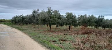 terreno agricolo 