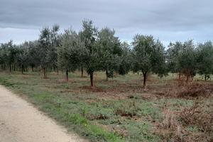 terreno agricolo 