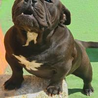 American Bully femmina