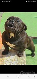 American Bully femmina