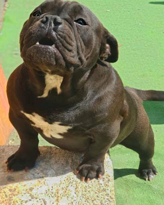 American Bully femmina