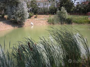 Terreno con laghetto pesci pontile barca e uliveto