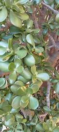 albero di Giada ( crassula ovata)