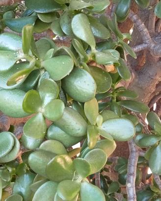 albero di Giada ( crassula ovata)