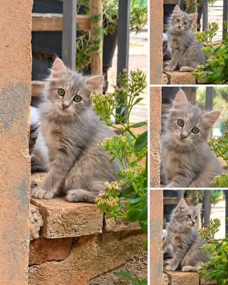 Gattino- zona coste di trevi (pg)