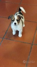 Cuccioli di maltese / sitzu