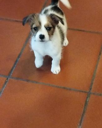 Cuccioli di maltese / sitzu