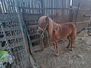 Pony femmina