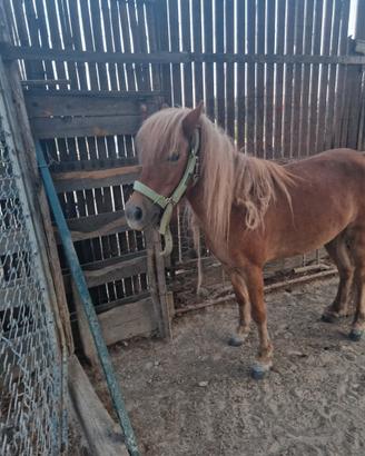 Pony femmina