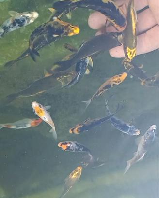 Carpe koi