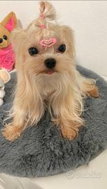 Yorkshire asiatica micro