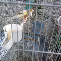 Canarina colorata femmina