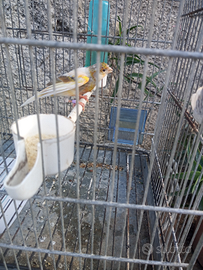 Canarina colorata femmina