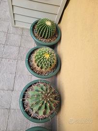 piante grasse 