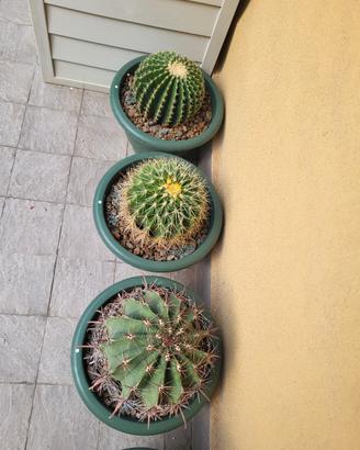 piante grasse 