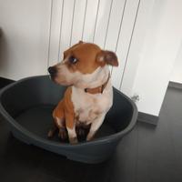 Meticcia Amstaff, Pitt bull