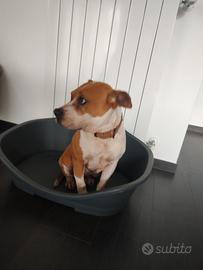 Meticcia Amstaff, Pitt bull