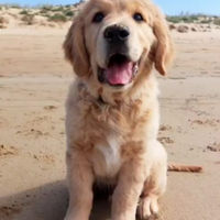 Golden retriever