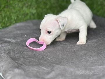 Jack russell