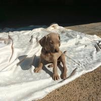 Cucciolo cane weimaraner