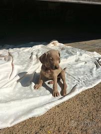 Cucciolo cane weimaraner