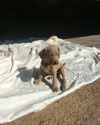 Cucciolo cane weimaraner