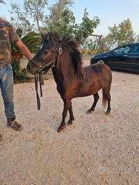 Pony femmina con documenti
