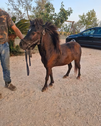 Pony femmina con documenti