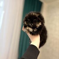 Spitz di Pomerania nano