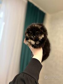 Spitz di Pomerania nano