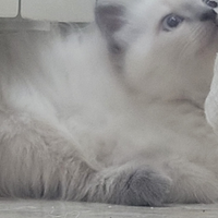 Cucciolo Gatto siberiano