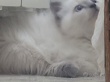 Cucciolo Gatto siberiano