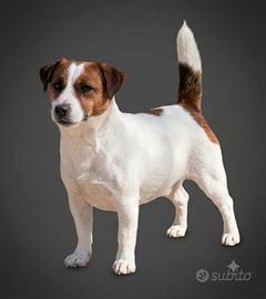 Jack Russell cuccioli