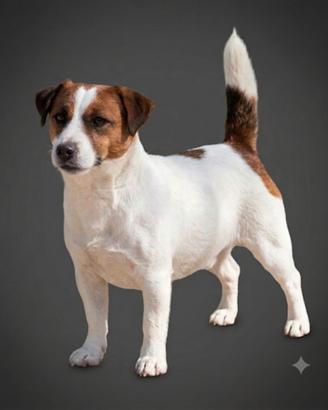 Jack Russell cuccioli