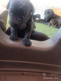 Cuccioli di cane corso