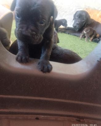 Cuccioli di cane corso