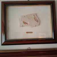 fossile