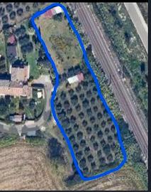 Oliveto ed adiacente orto