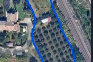 Oliveto ed adiacente orto