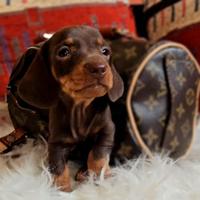 Bassotti cuccioli nano/kaninchen