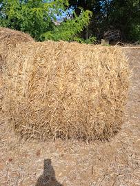 Balloni paglia di triticale