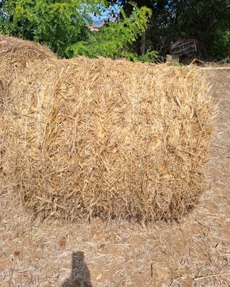 Balloni paglia di triticale