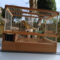 Canarino razza spagnola