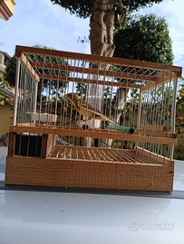 Canarino razza spagnola