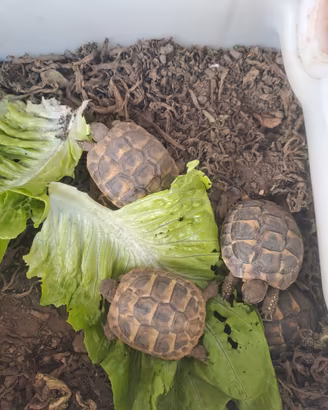 Tartaruga