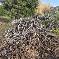 Lagna da ardere secca di oliva 