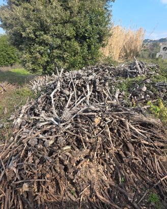 Lagna da ardere secca di oliva 