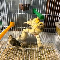 Canarini Novelli 2026 leggi annuncio