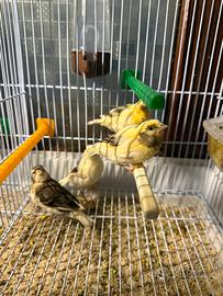 Canarini Novelli 2026 leggi annuncio